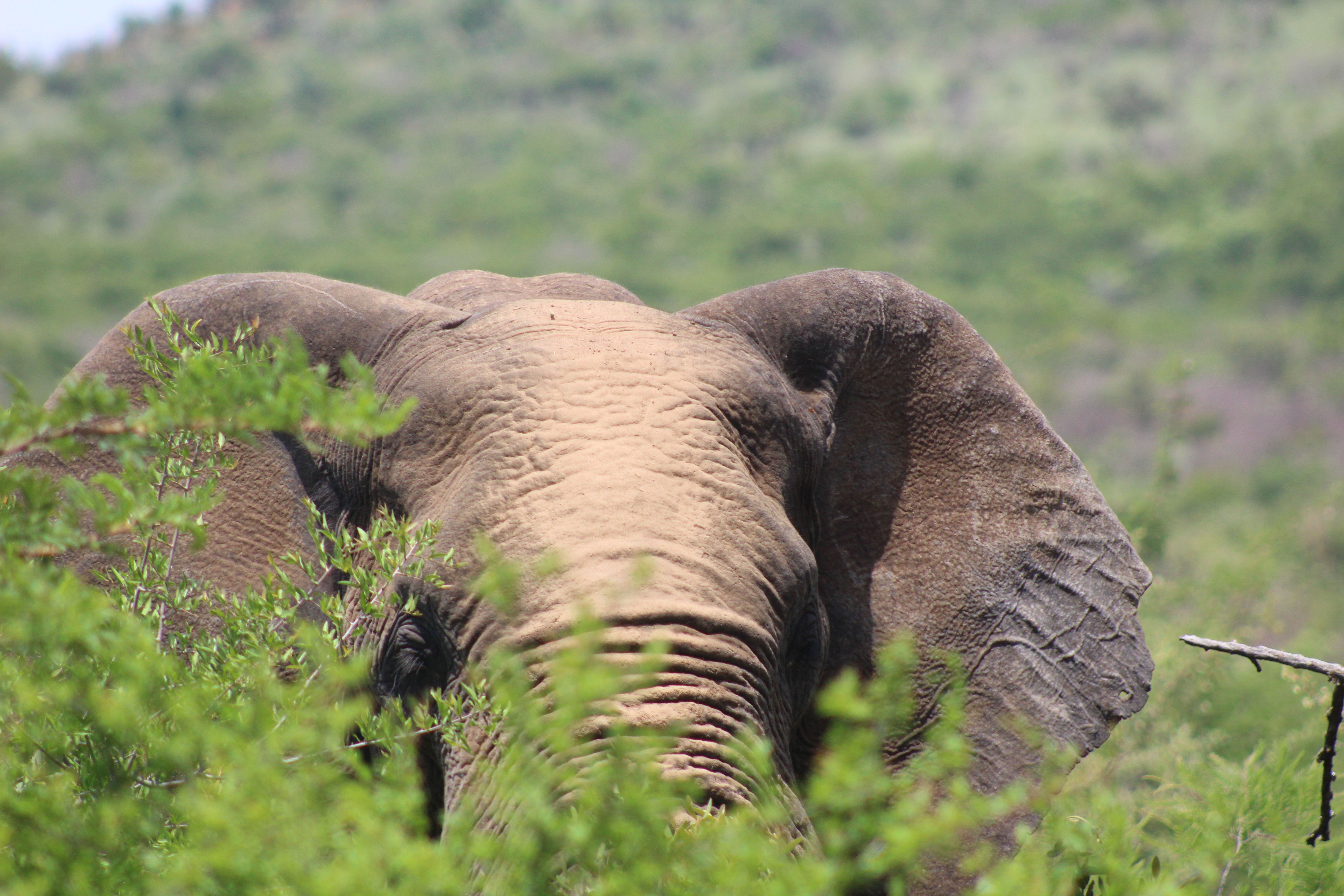 Wildlife in Southern Africa